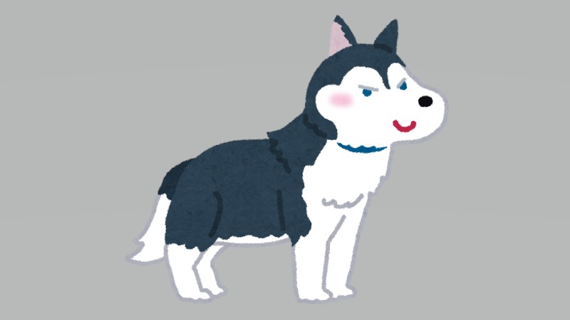 ゴールデン子犬8匹がハスキーを包囲…