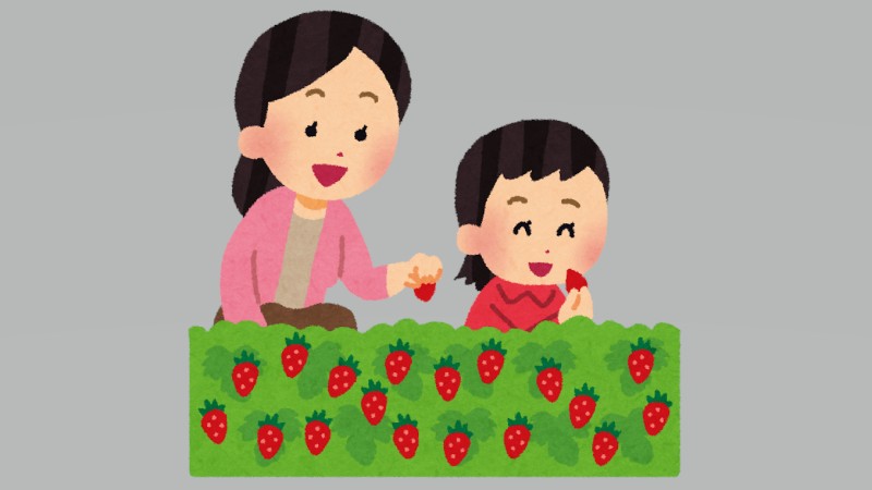 イチゴ狩りができる観光農園…にぎわう！